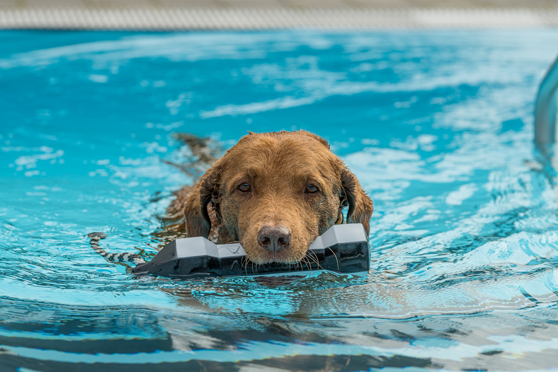 LEVDog 2024 - Die Bilder sind jetzt online!
